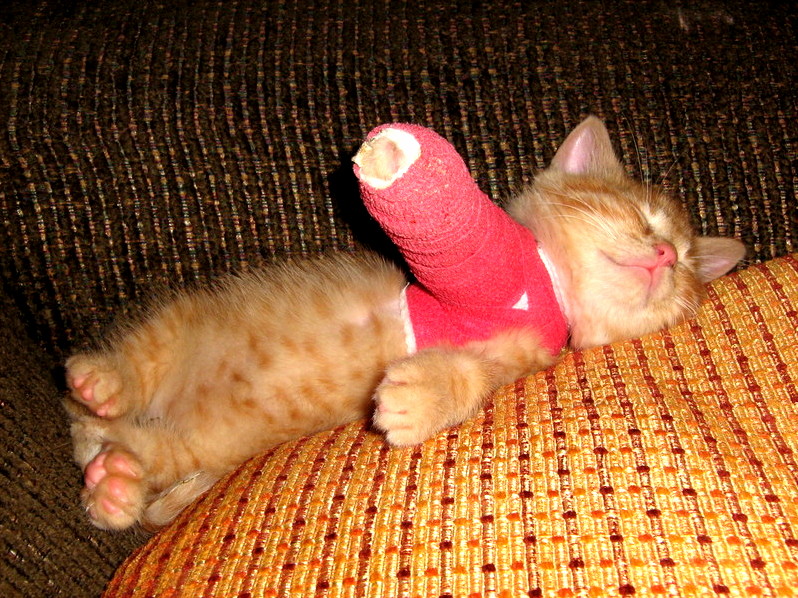 Kitten in a cast taking a nap