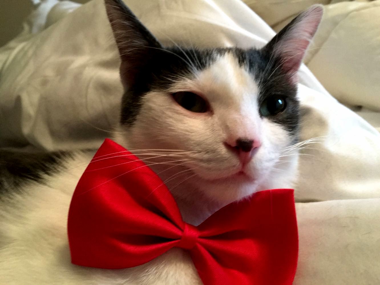 Mikey and his red bow tie.