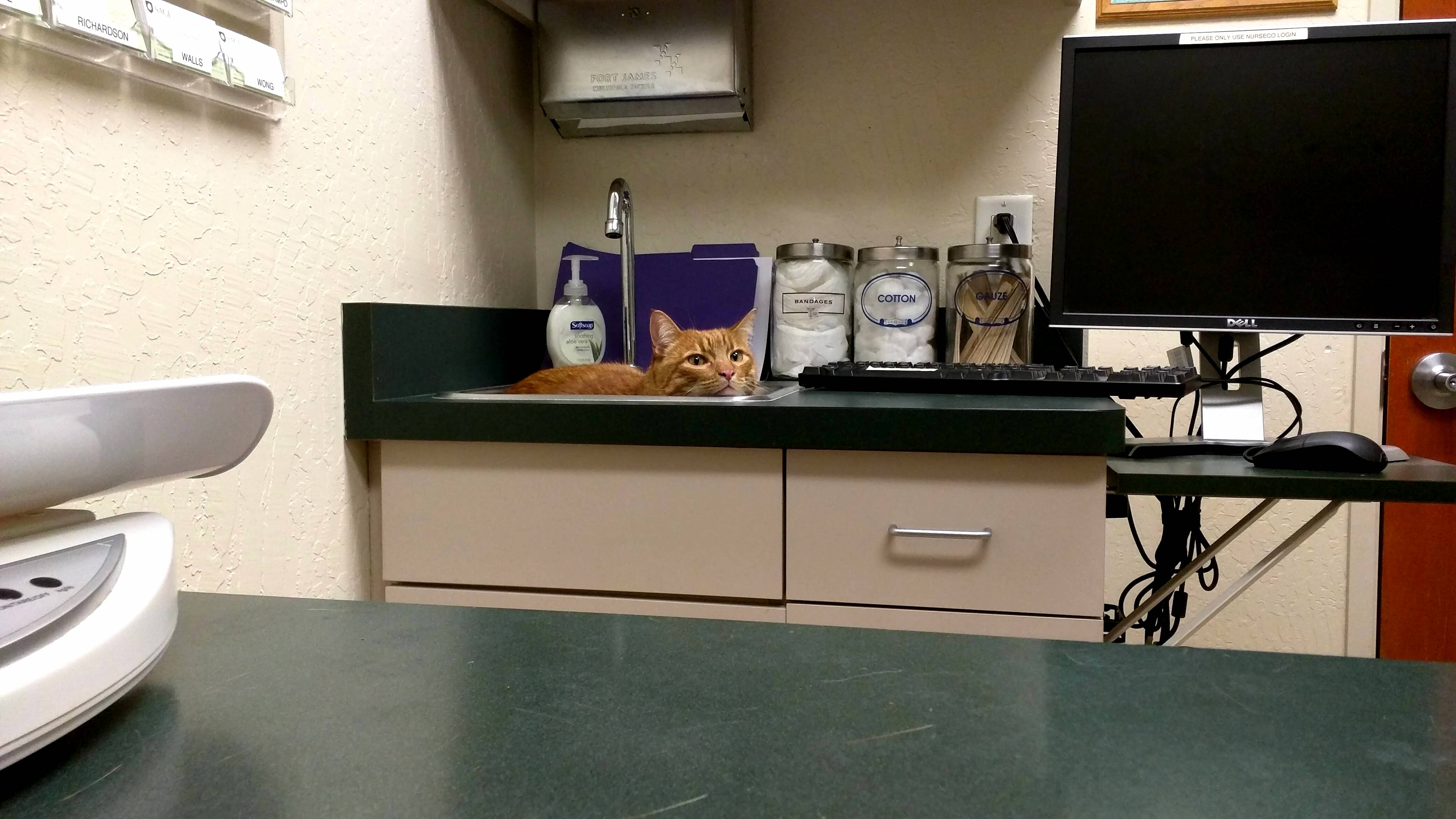 Our cat little dude contemplating his first trip to the vet