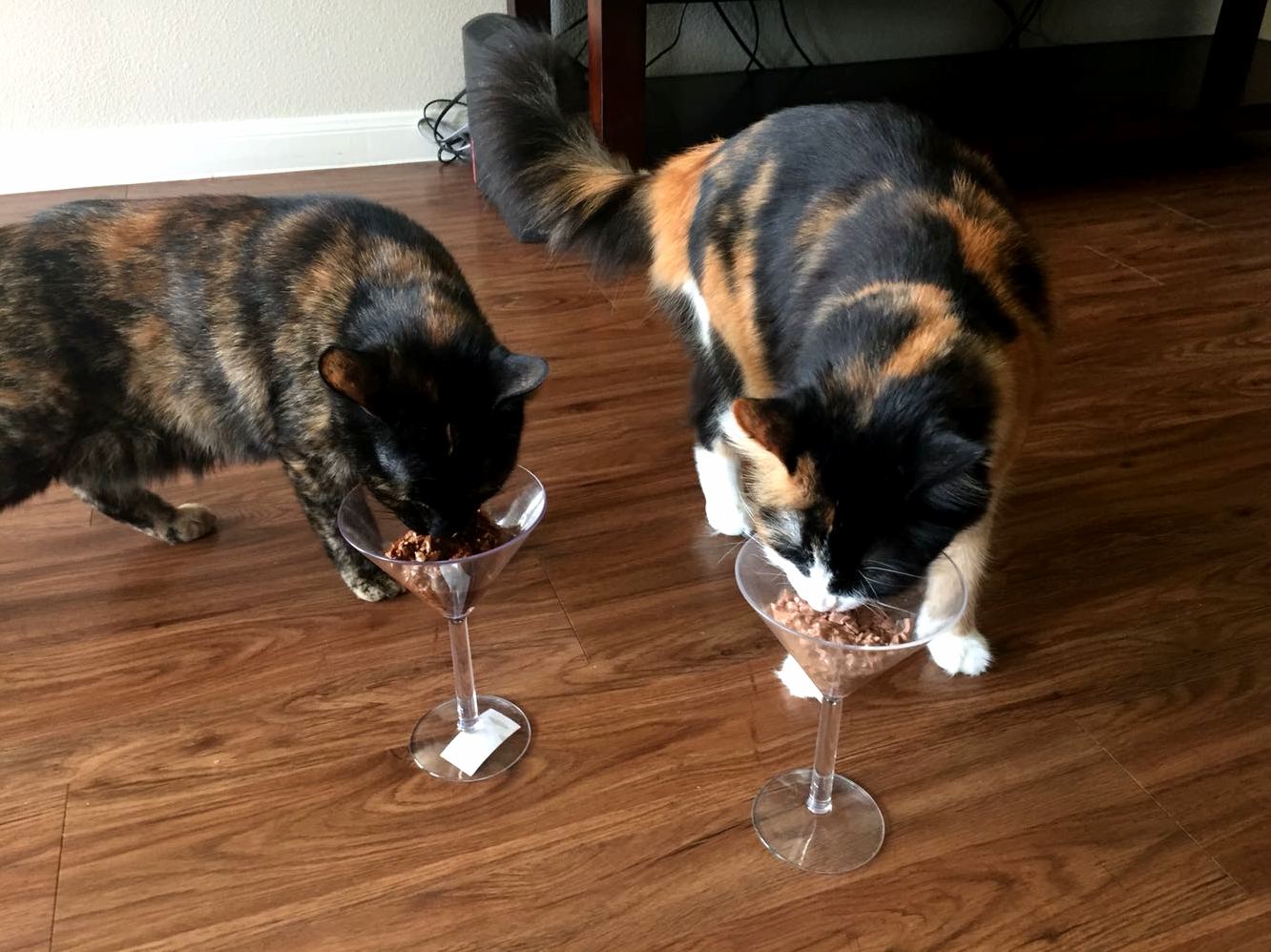 Our cats are real life fancy feast models plastic martini glasses included
