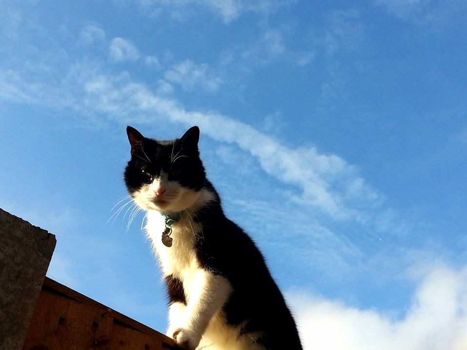 Sky cat watching a rat