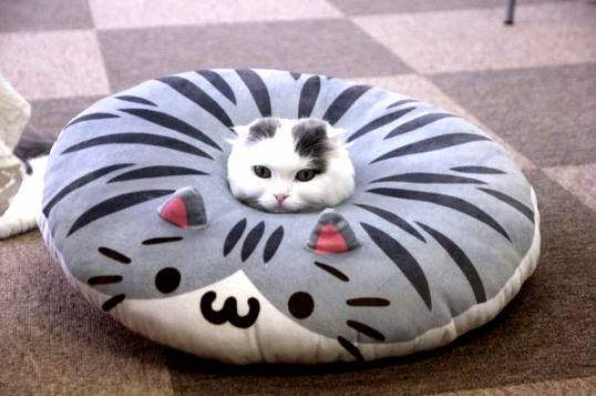 To understand pillow you must be one with pillow.