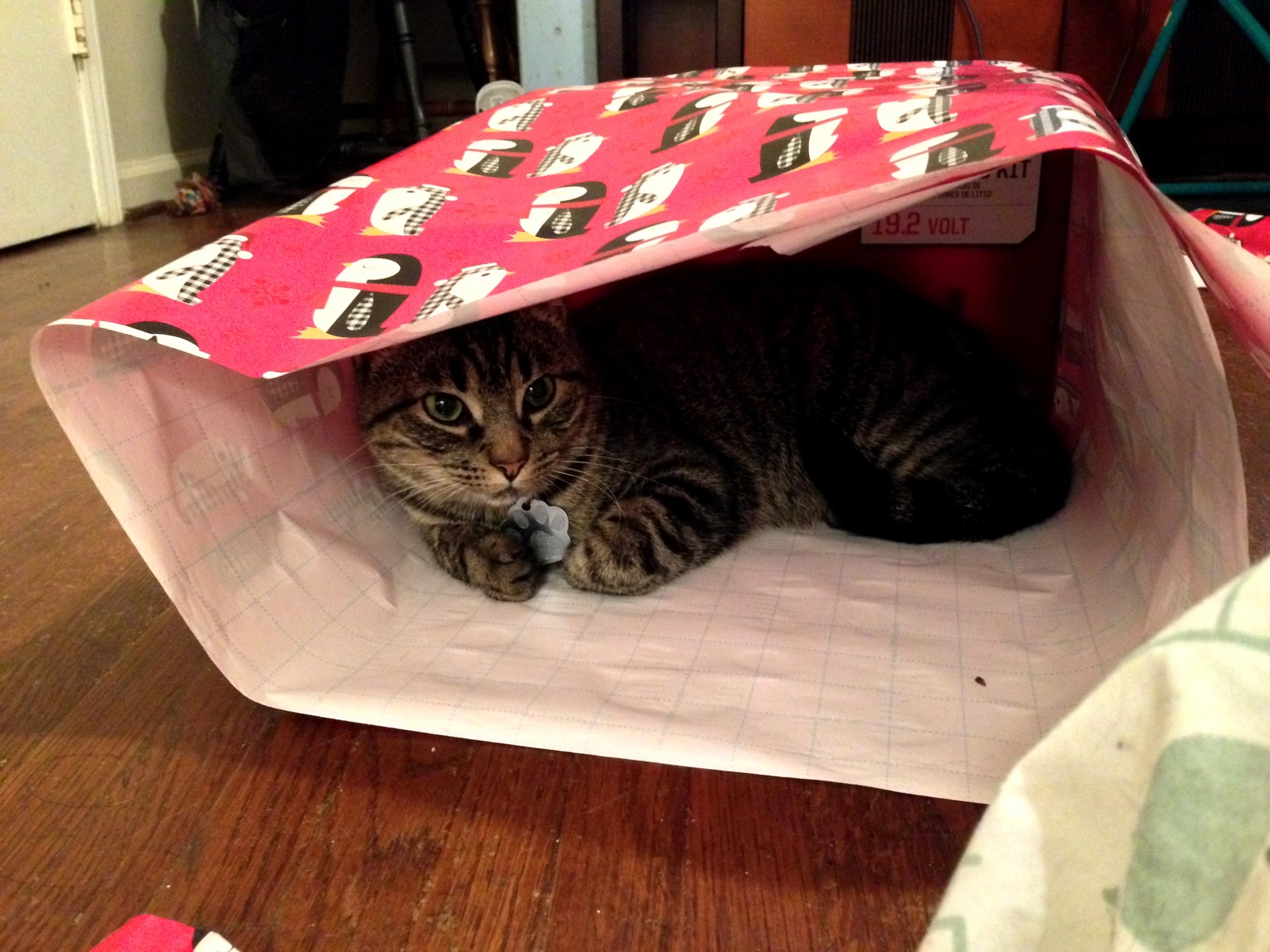Trying to do some last minute wrapping kitty said nope.