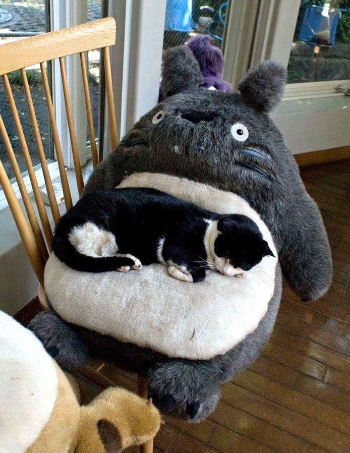 A cat and his totoro bed