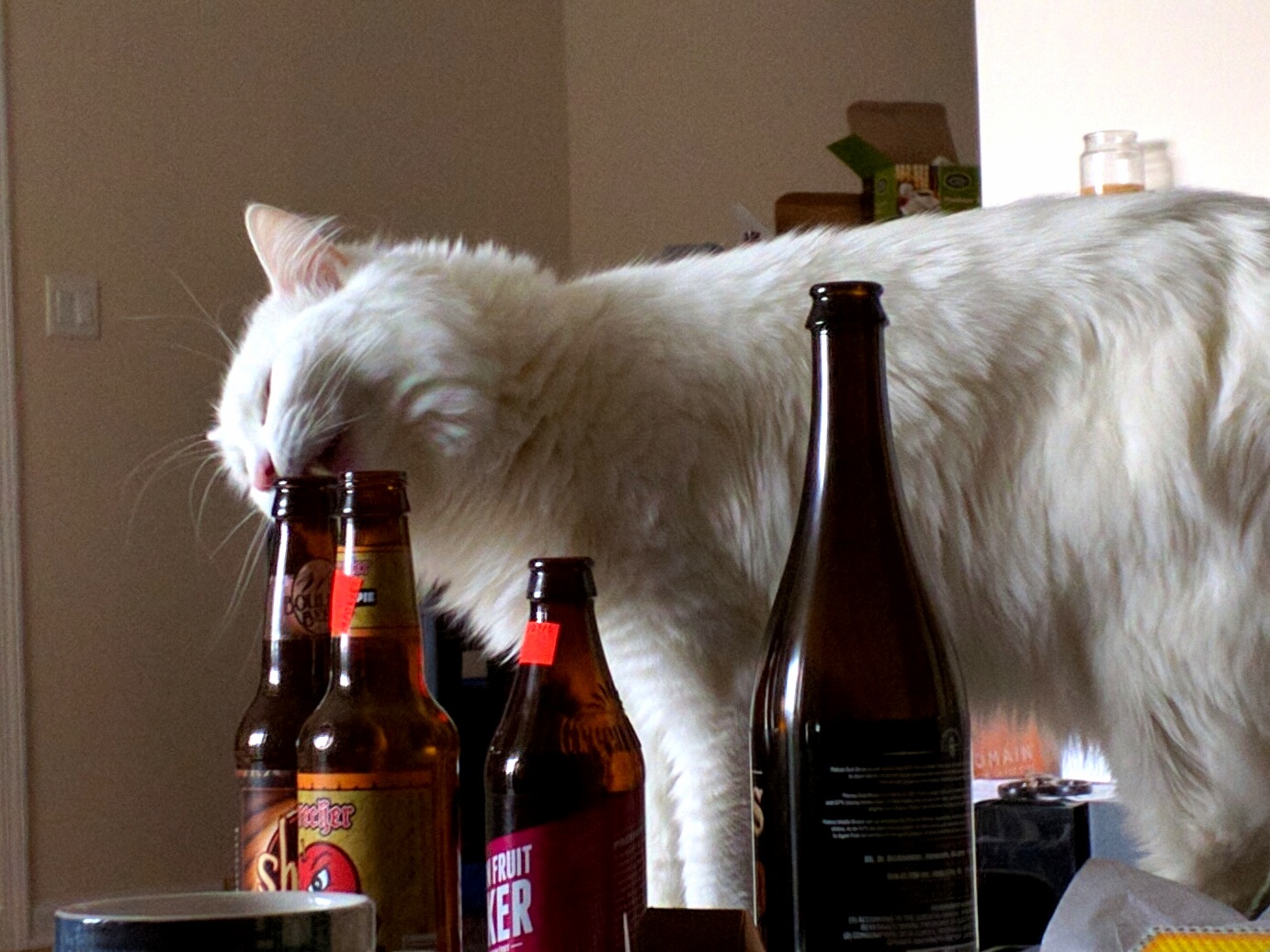 Anyone elses cat lick clean beer bottle spouts
