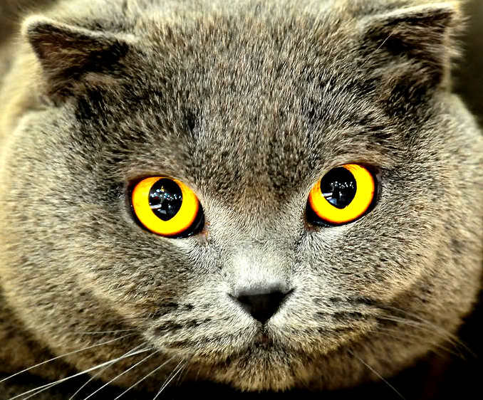 Awesome cat eye