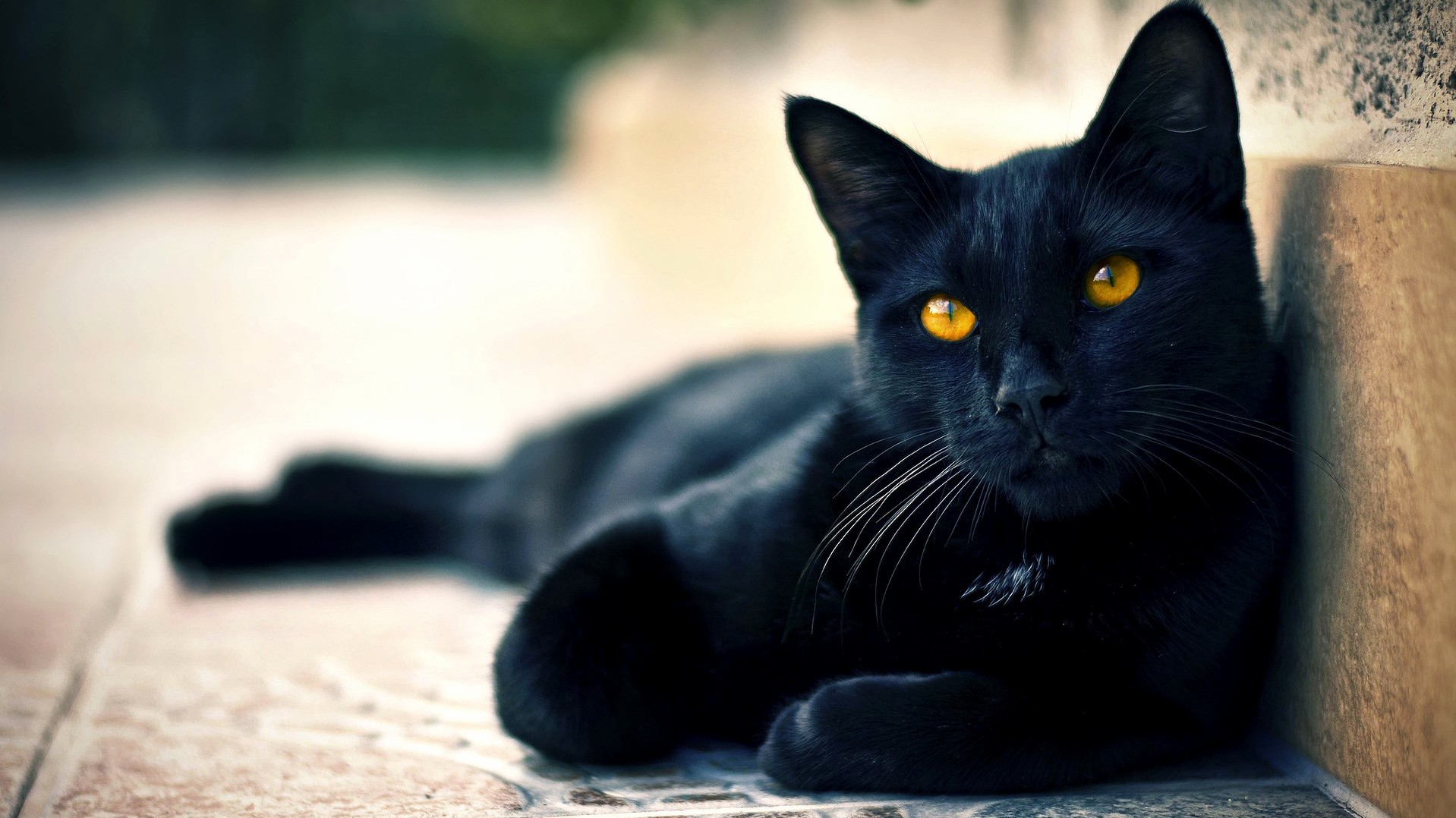 Black cat…love it baby