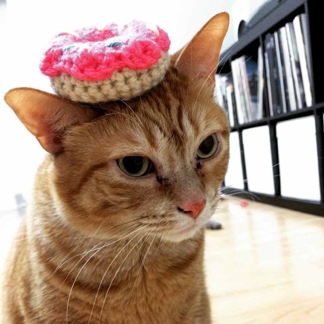 I crocheted my cat a new donut toy i think he likes it