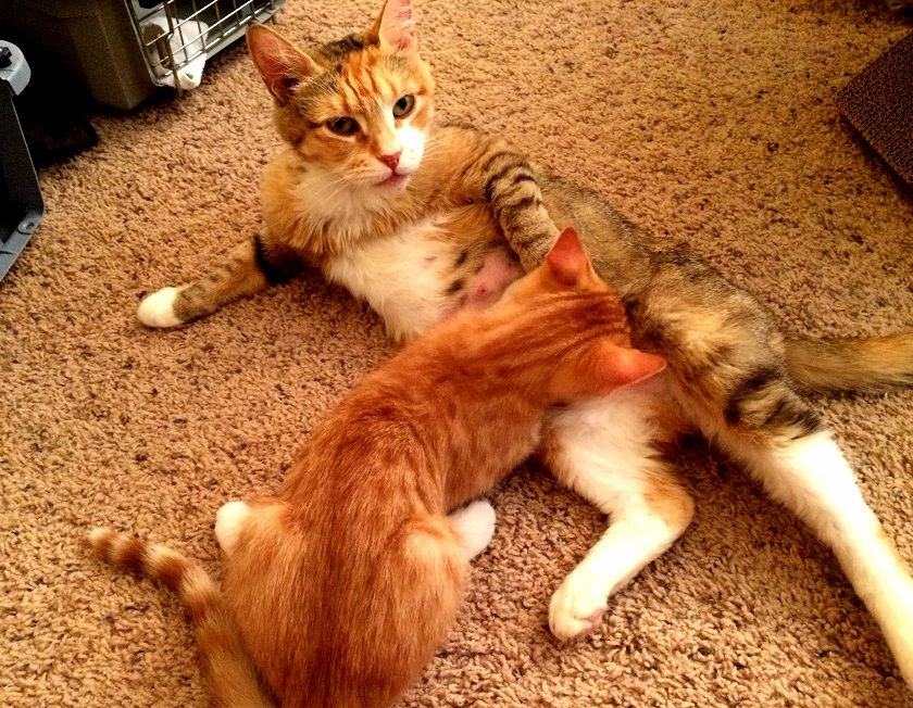 I think it might be time to cut him off the nip…