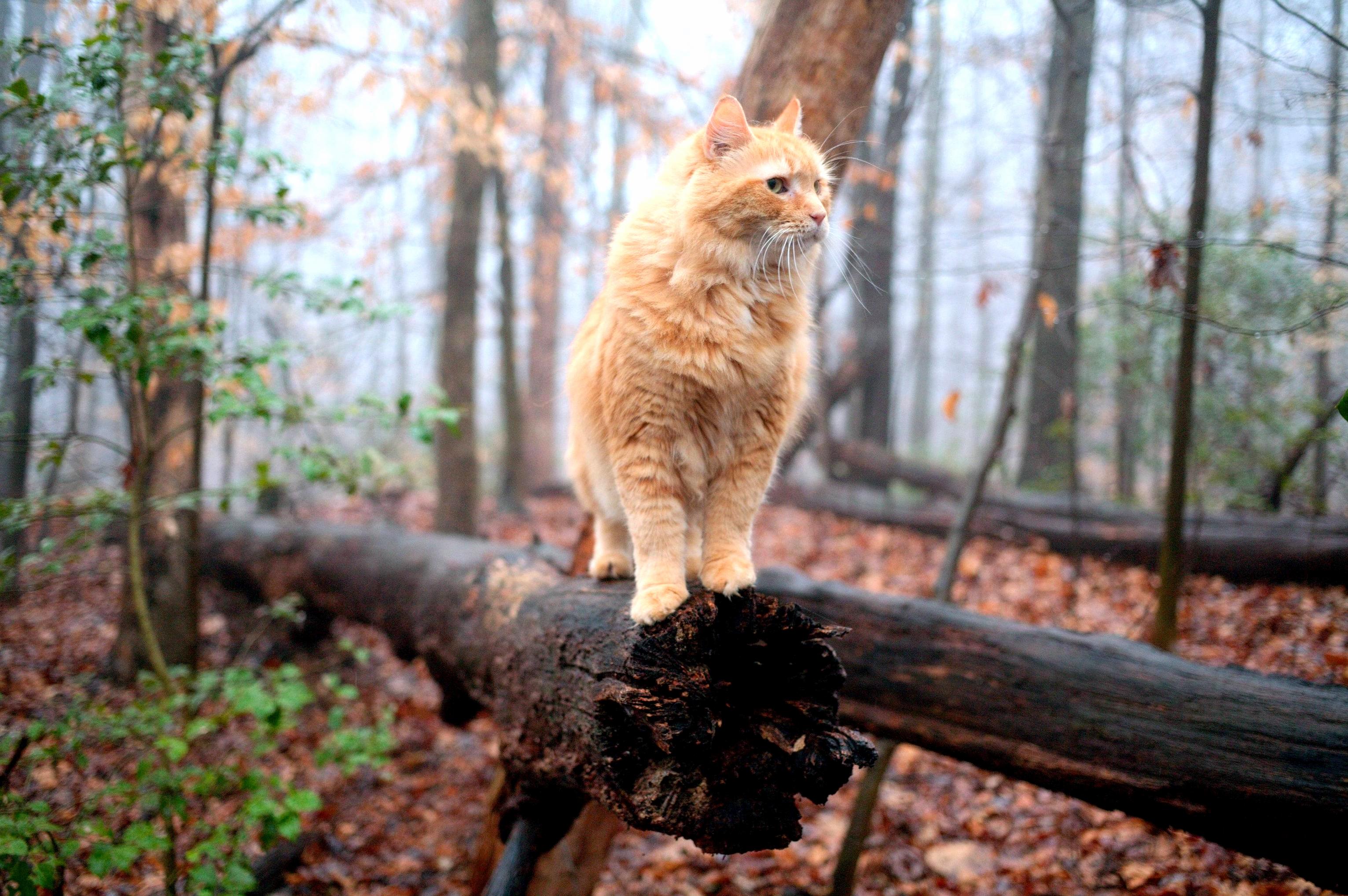 Mookie in his natural habitat. this guy loves walking on fallen trees more than anything