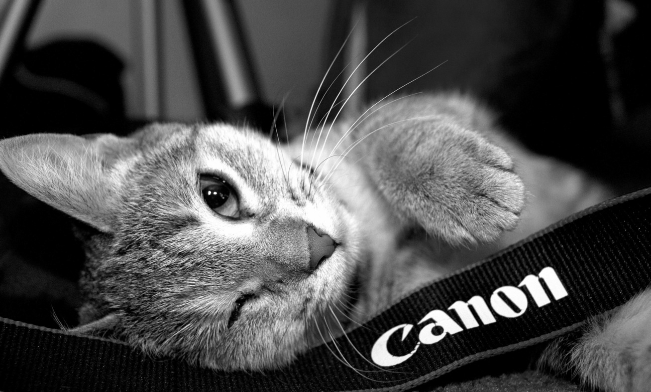 My adorable cat playing with my camera strap