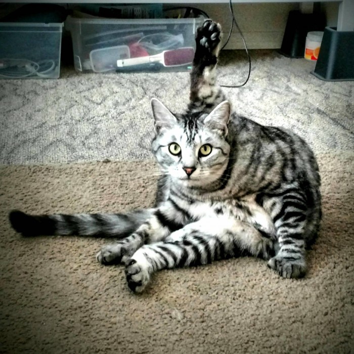 This is how my cat decided to sit on my lap. Cute cats HQ Pictures