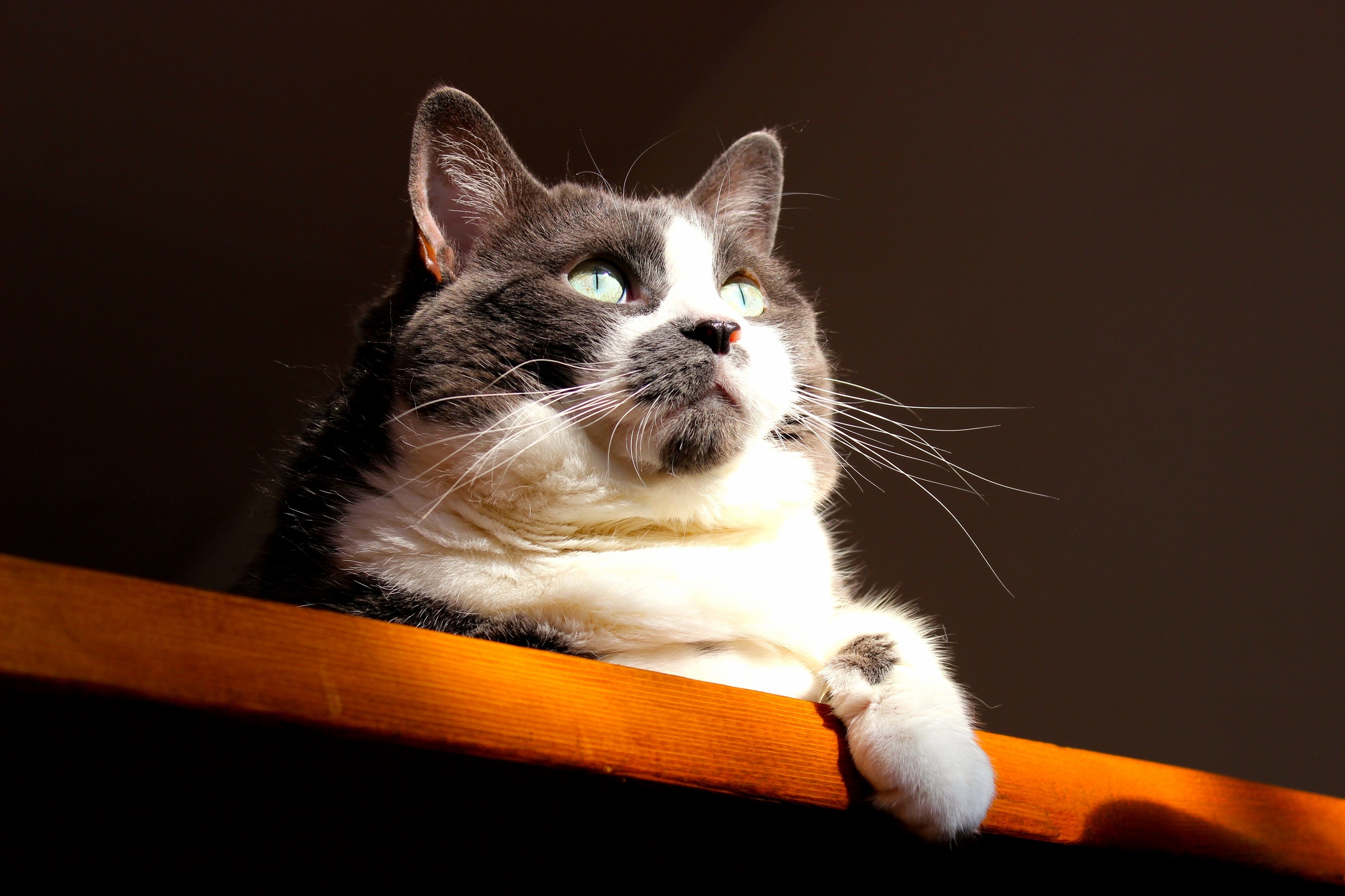 My cat plomps looking rather regal in some sunshine x-post from rplompsthecat