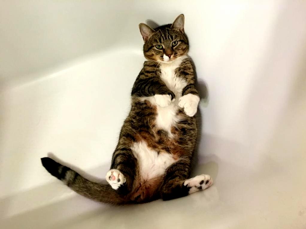 Phil has discovered how comfy the bathtub can be…
