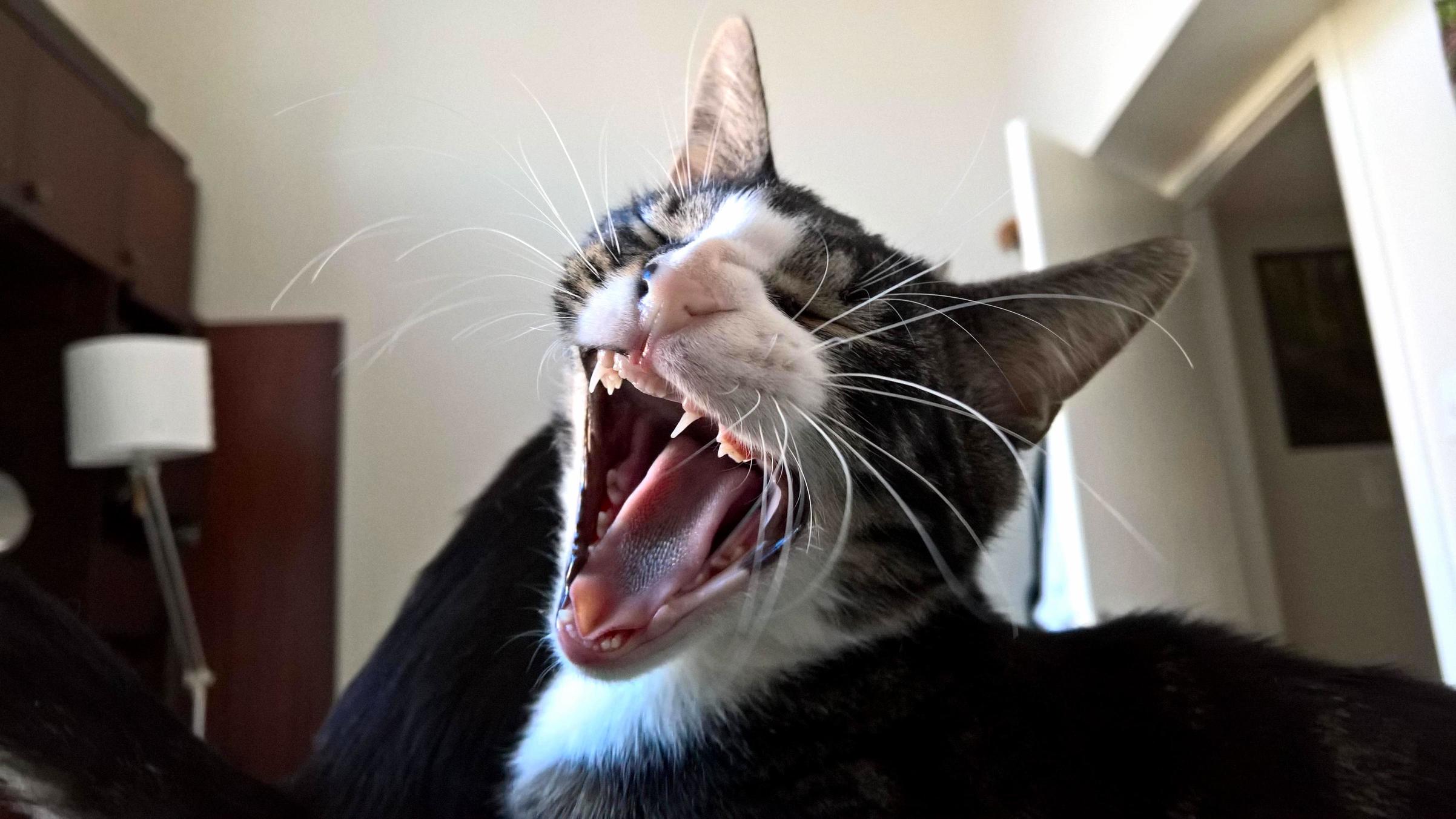 That rare moment when you catch the perfect kitty yawn in focus.