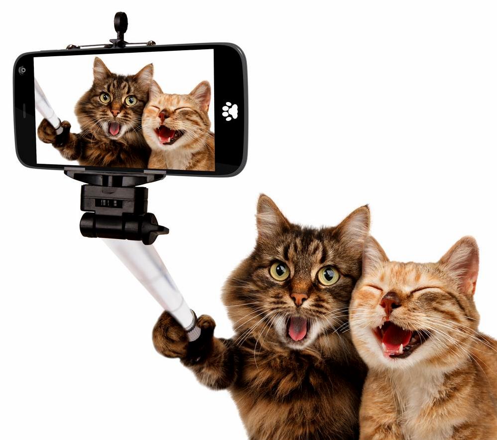 This selfie taking cat takes better selfies than you