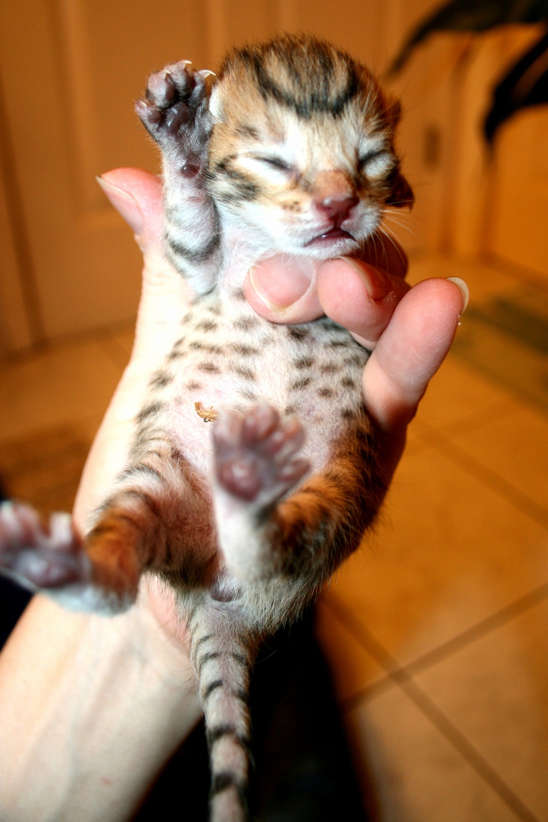 Tiny savannah kitten.