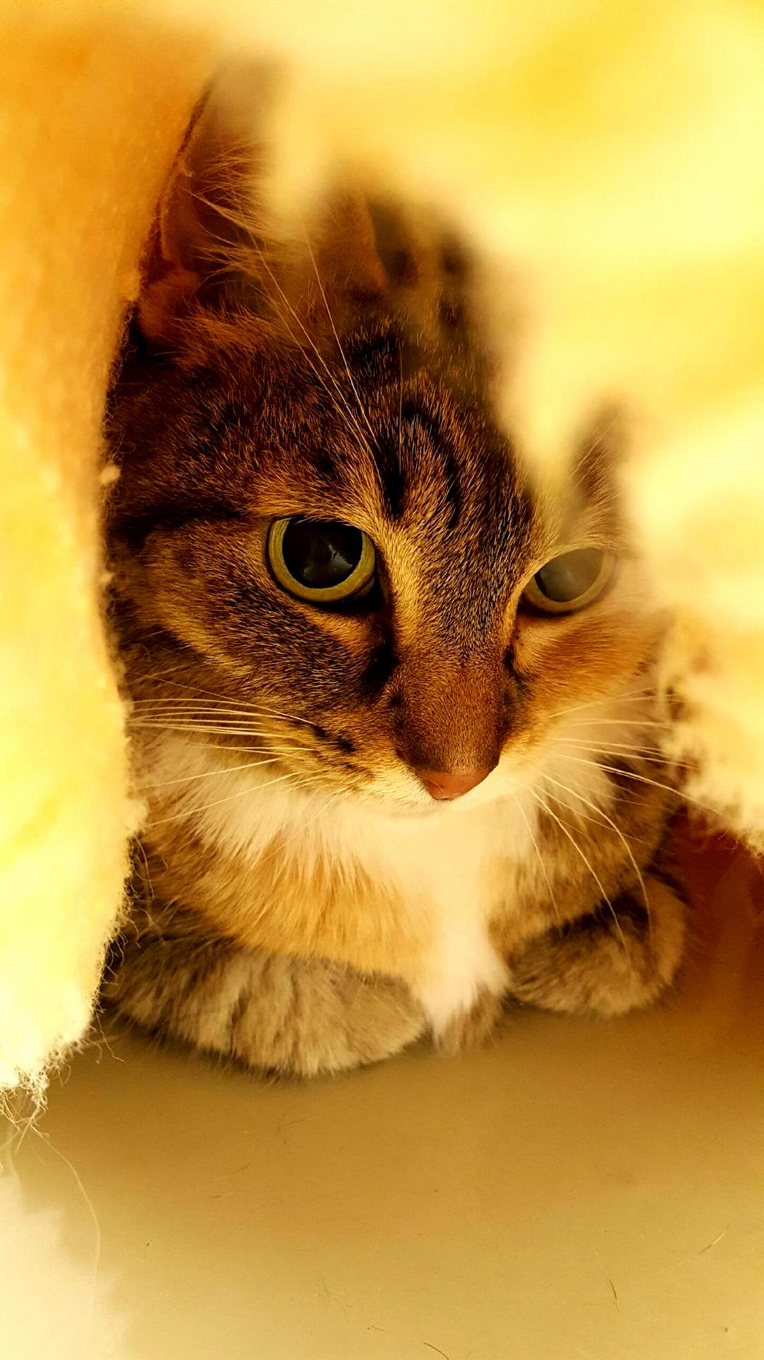Sunny hiding under a rug at the vet