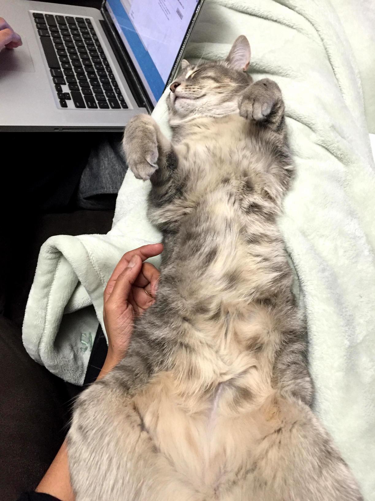 That fluffy belly