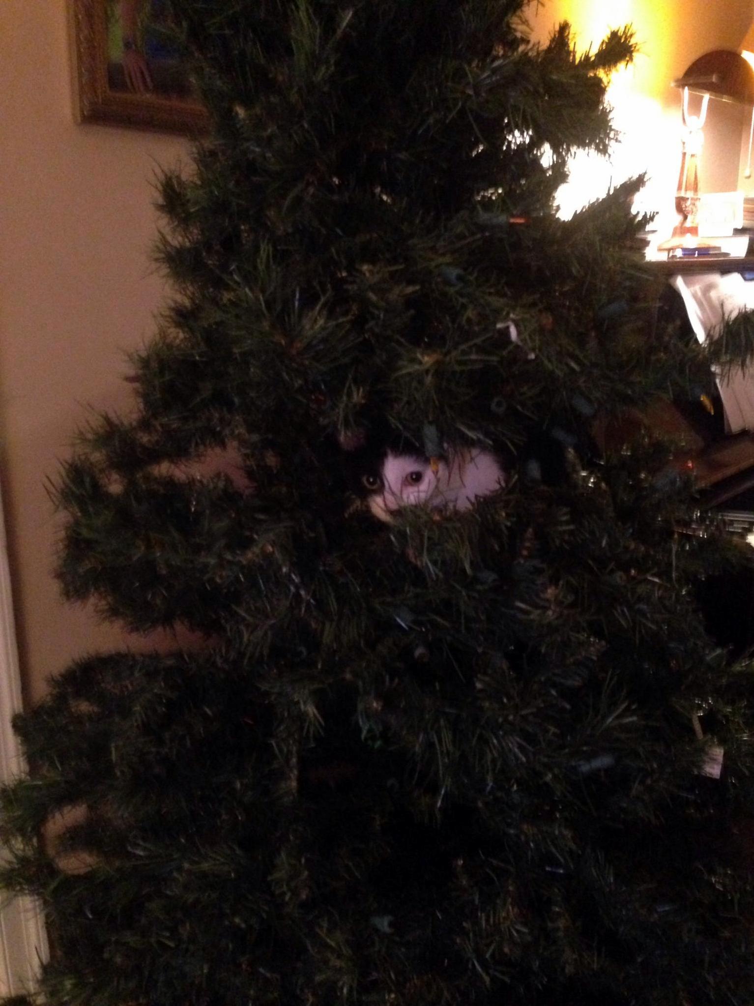 After putting up the decorations yesterday we found our new kitten asleep in the christmas tree this morning