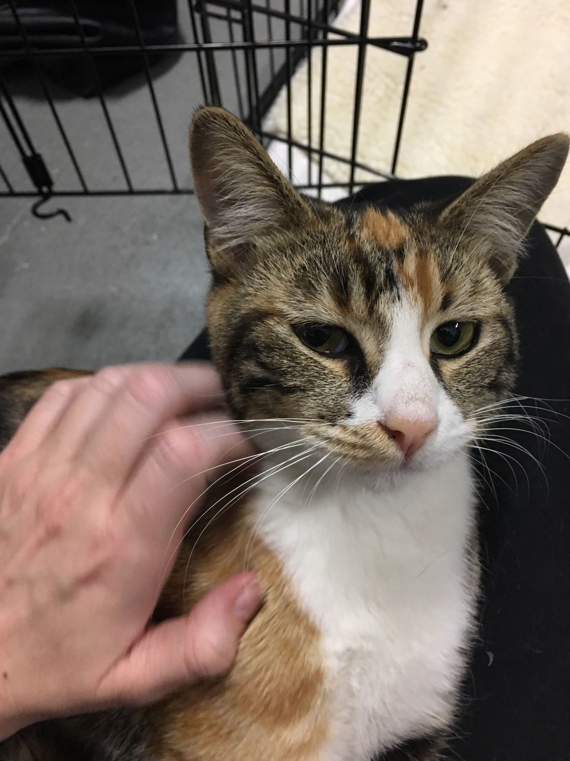 Calico momma cat found living outside a taco bell with single kitten