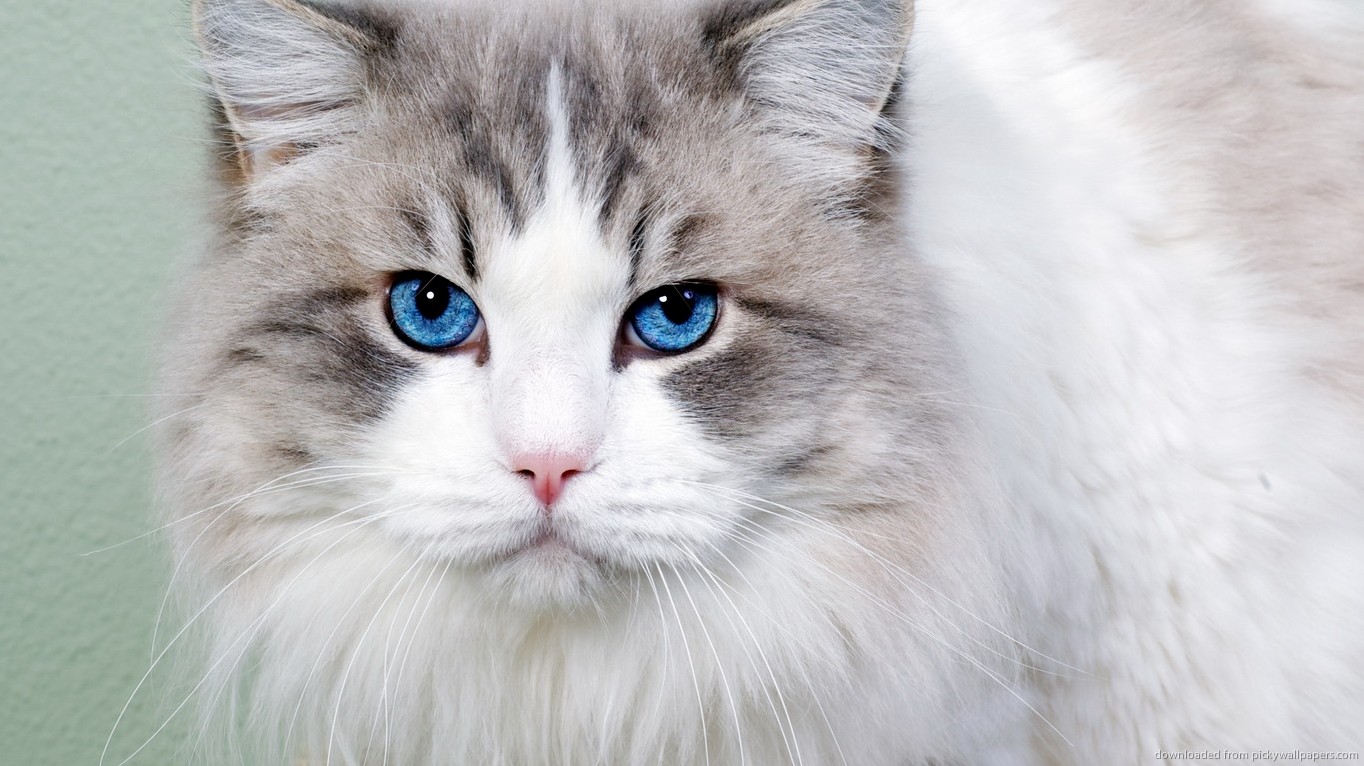Cat having bluish eyes