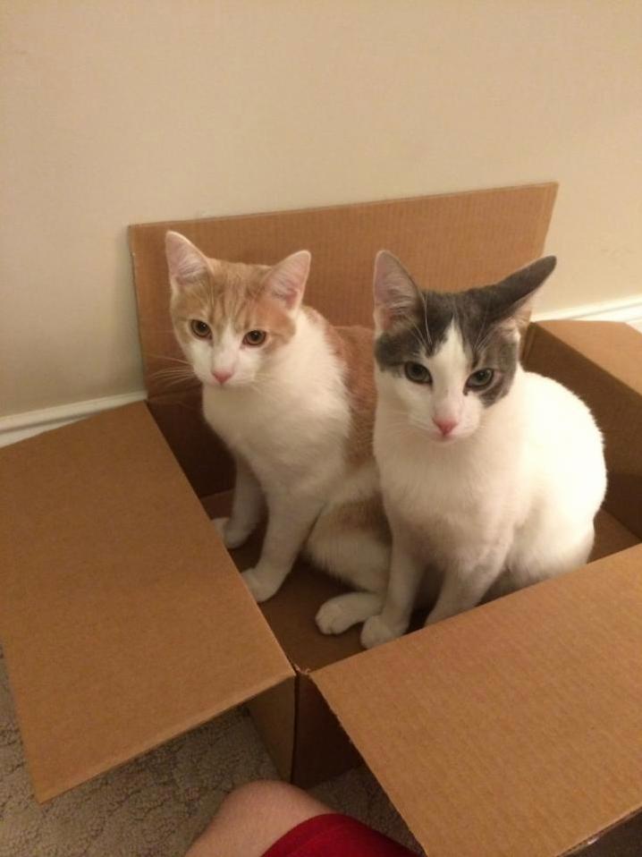Cats in a box