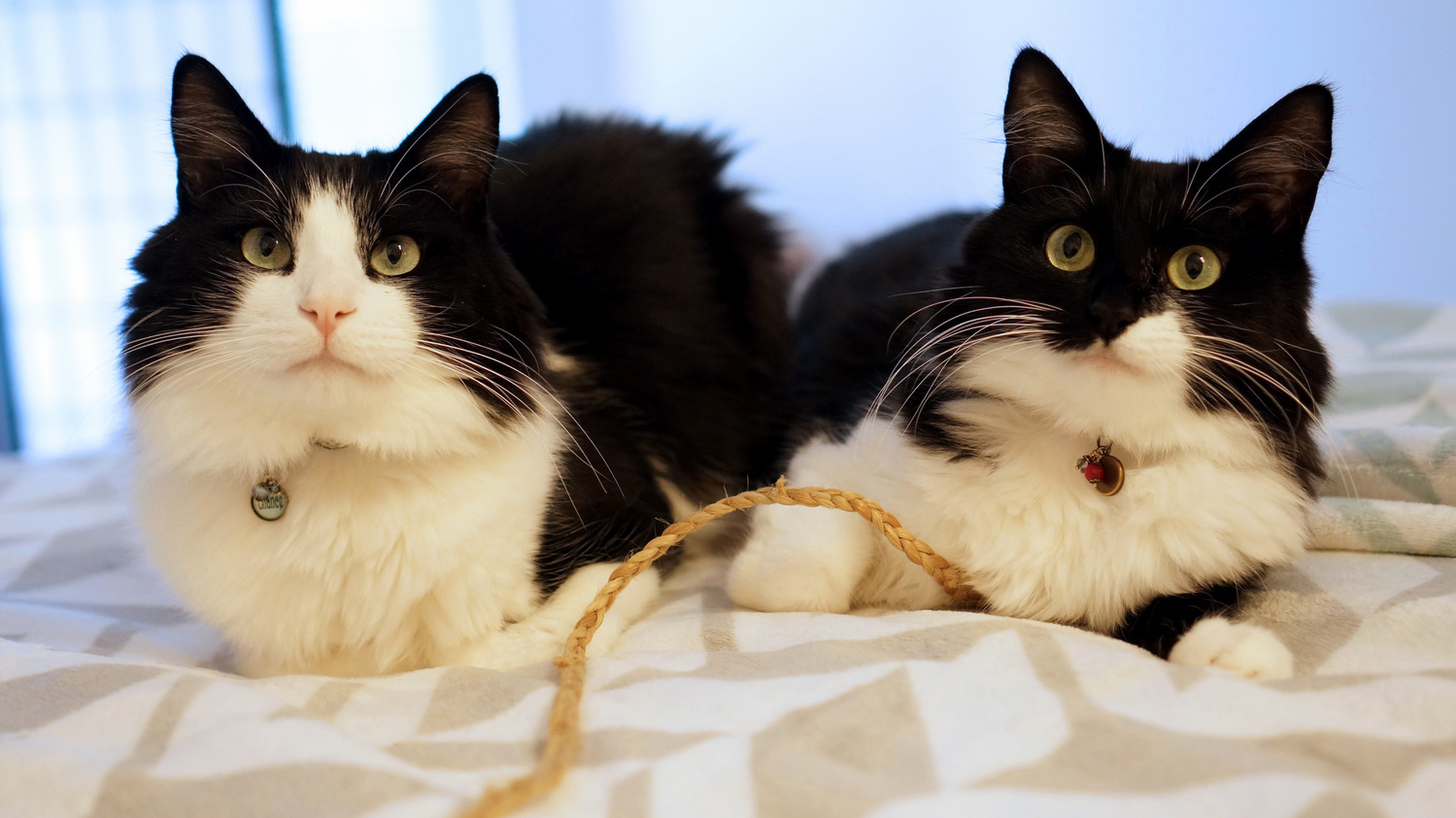 Chance the dapper and classy sassy tuxedo friends til the end.
