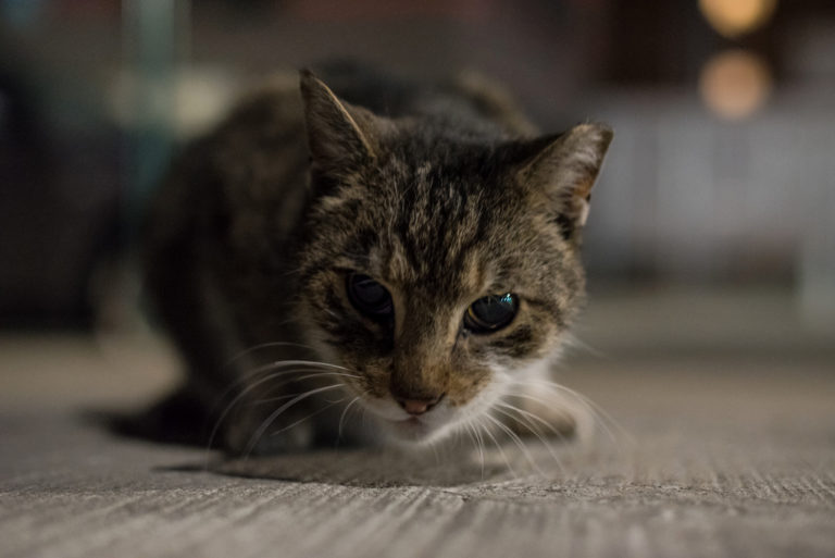 Grandin | Cute cats HQ - Pictures of cute cats and kittens Free ...