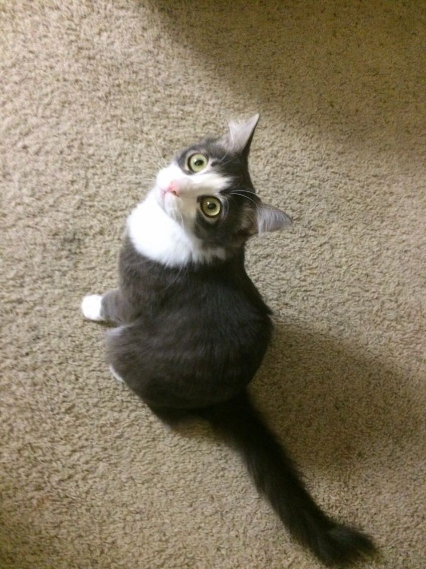 Crooked tail and wide eyed – cat sitting for this little rascal gabby