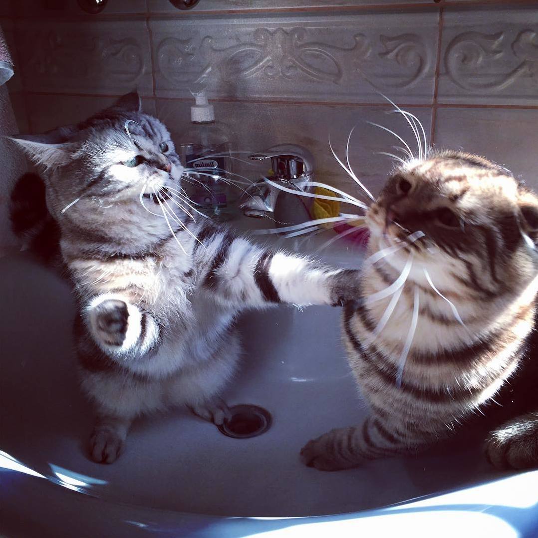 Epic fight between my cat lola and her son max