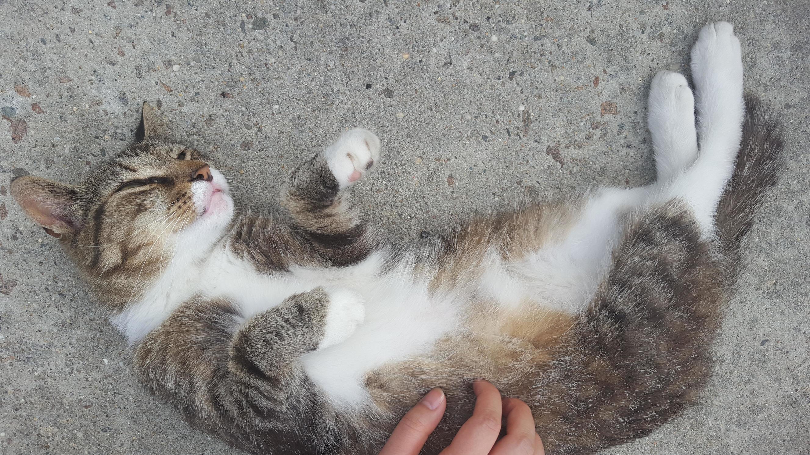 Friend and i met this stray cat who loves belly rubs what a change from all the street cats that run away from me.