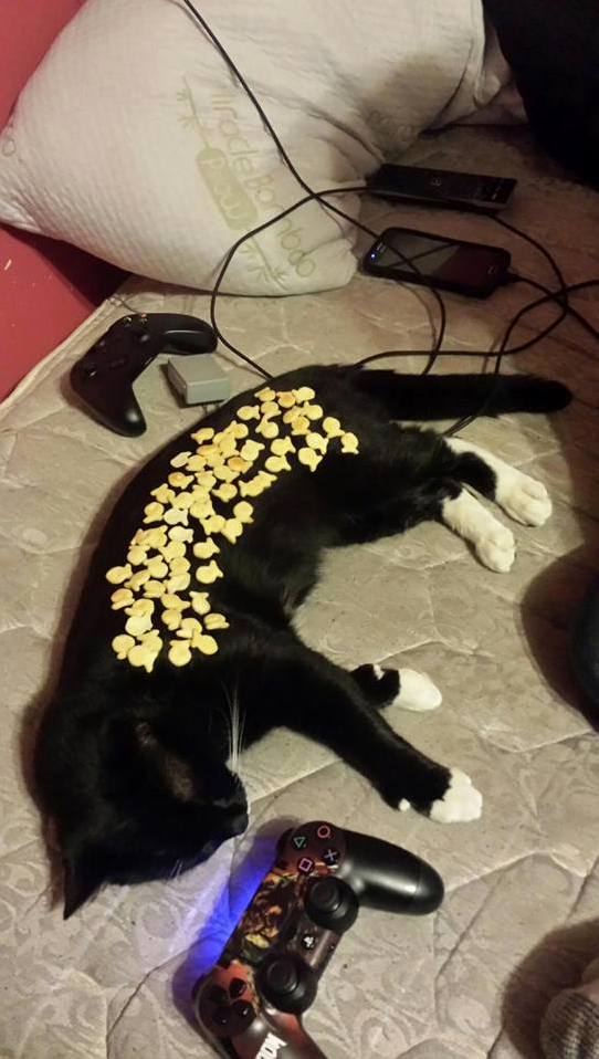 Friend of mine said he made it to 79 goldfish before his cat woke up and started eating them.