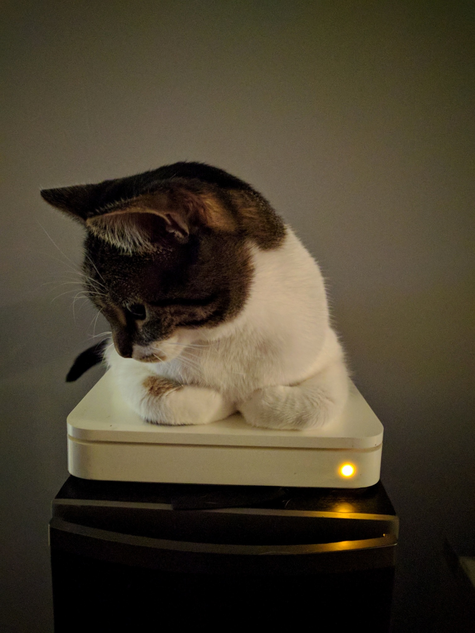 Gucci loves her toasty wifi router