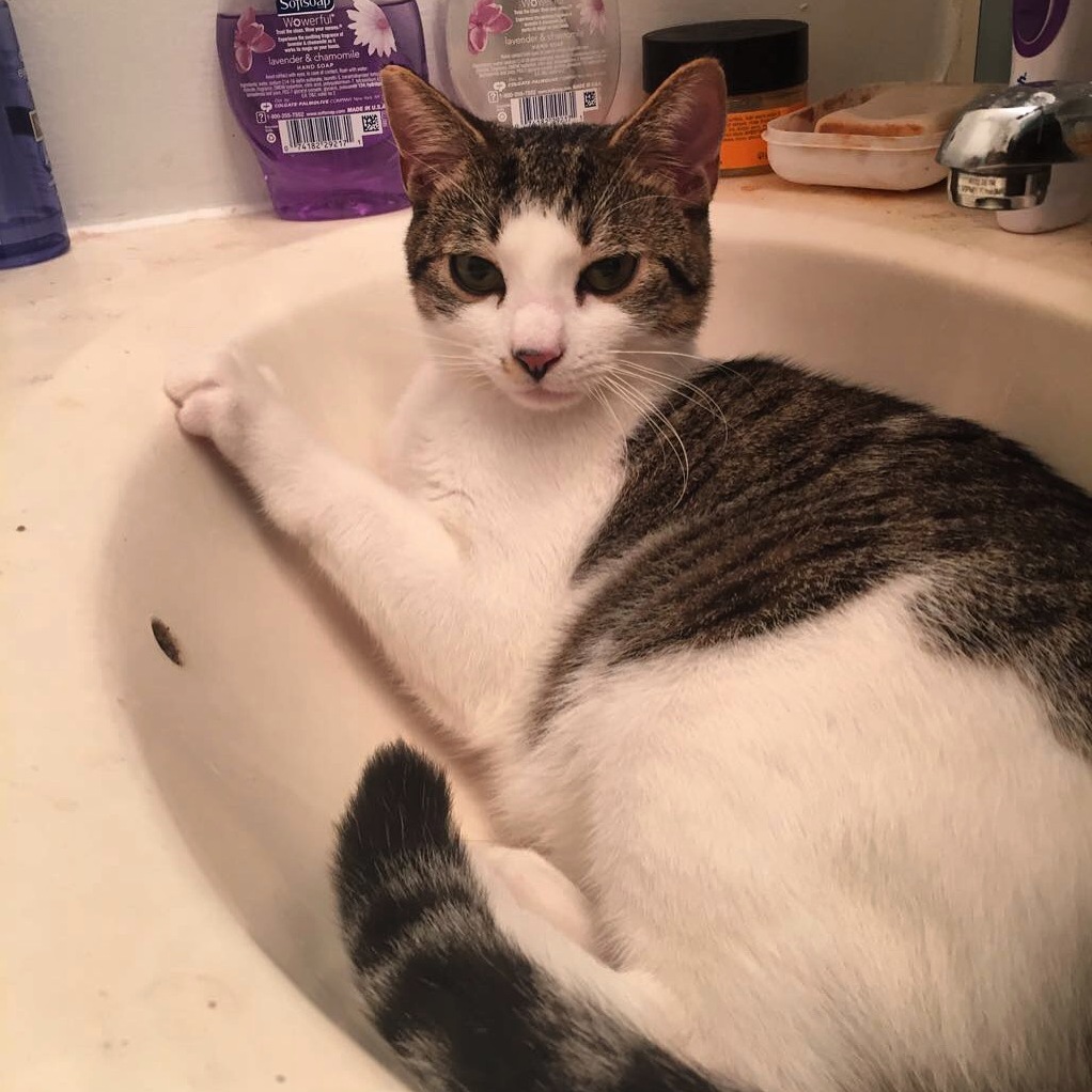 Hello human. this is my sink now.