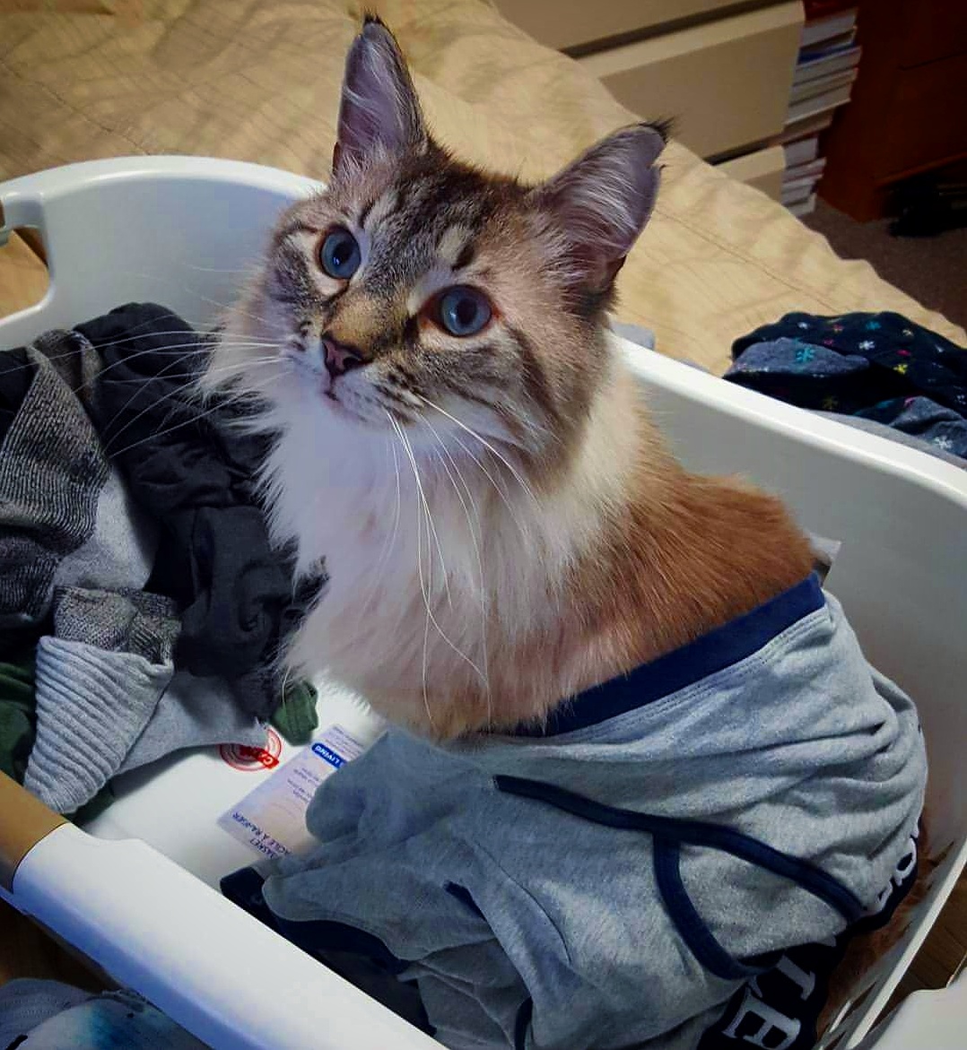 Helping with laundry