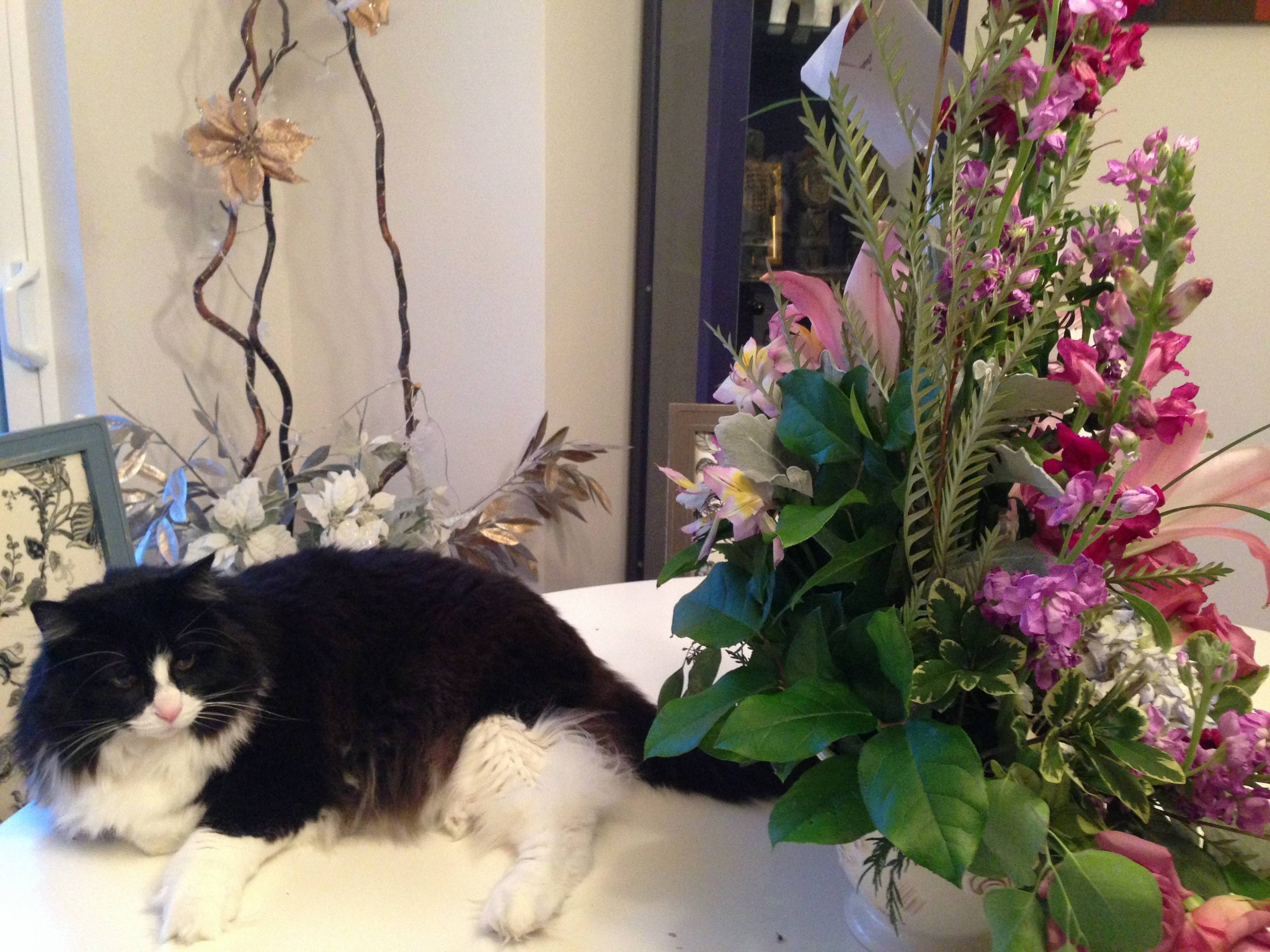 Hes sulking because i wouldnt let him eat the flowers