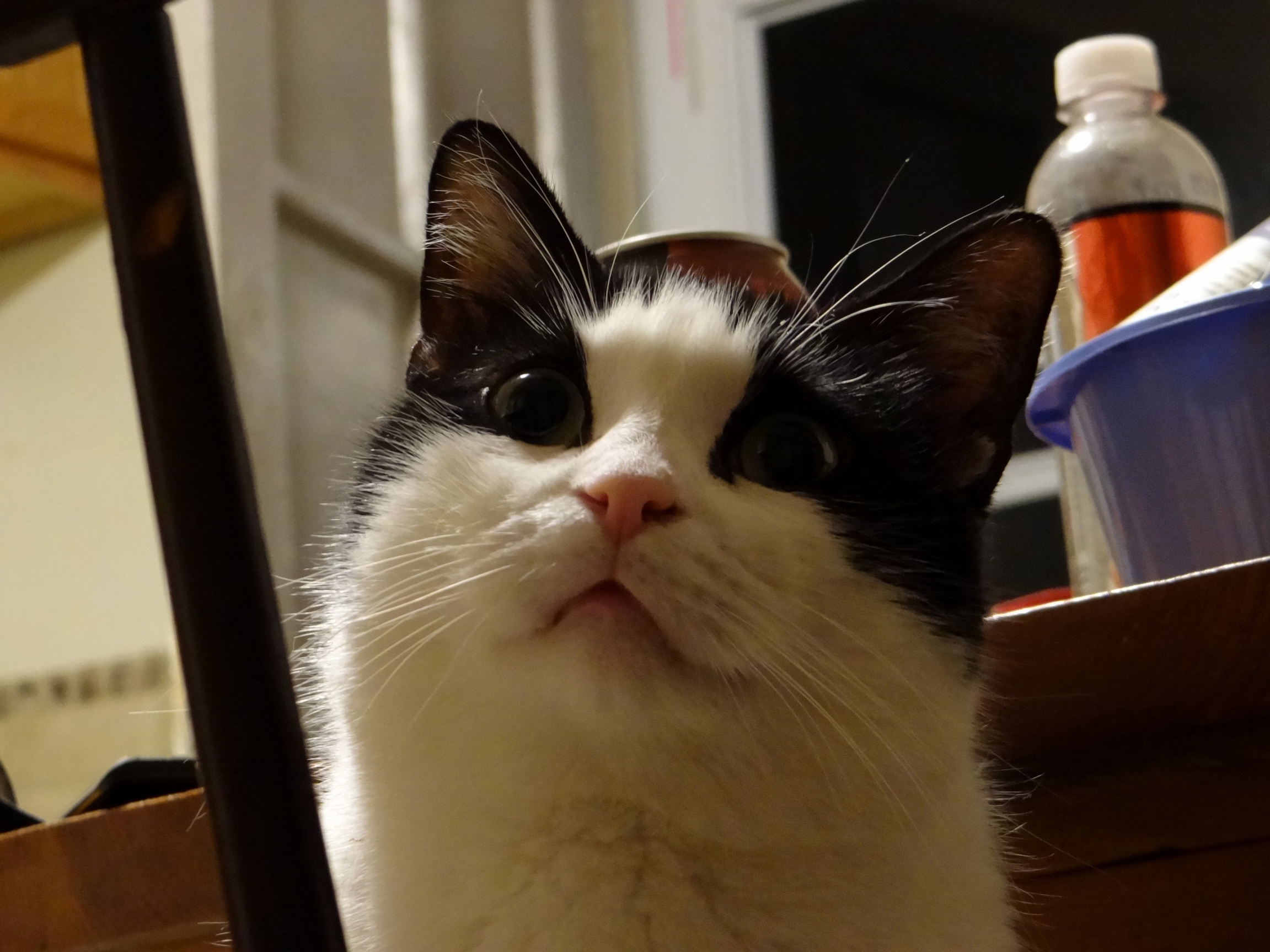 His face when he hears catnip.