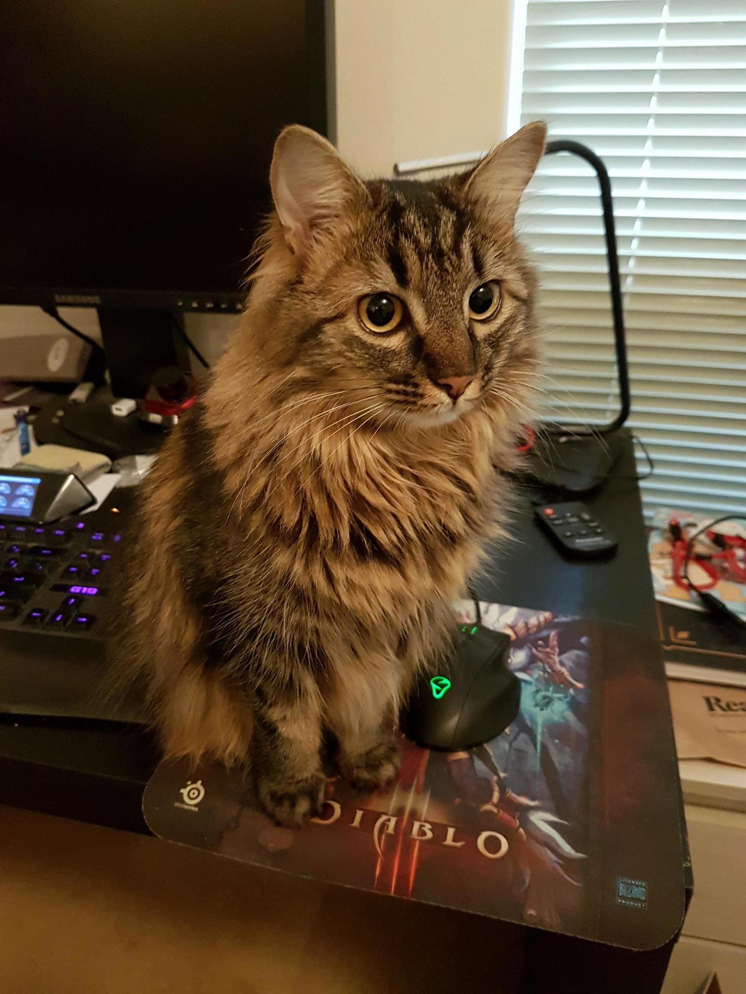 Human floof has captured the one you call the mouse . fetch the rewards of the edible nature at once