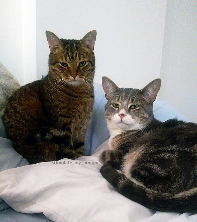 I accidentally interrupted a very important cat meeting. tigger and merlin cat were not pleased.