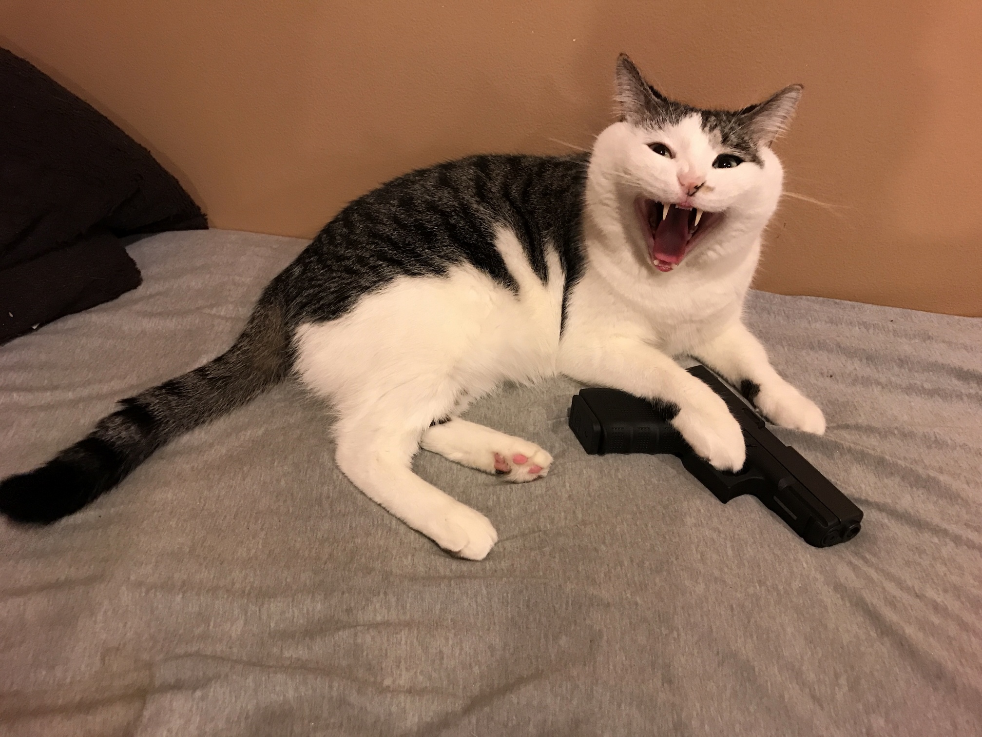 I told him cats cant own guns and he was not happy