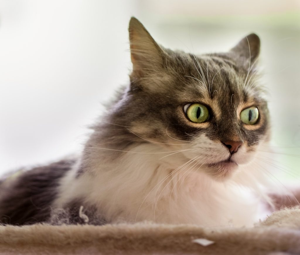 Toasts Winning Smile | Cute cats HQ - Pictures of cute cats and kittens ...