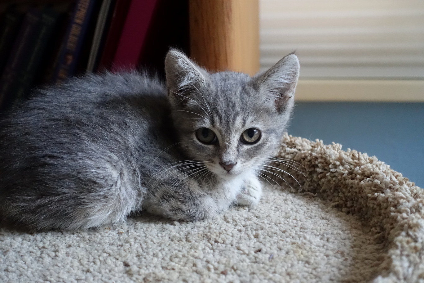 Kitten using bed instead of litterbox – help