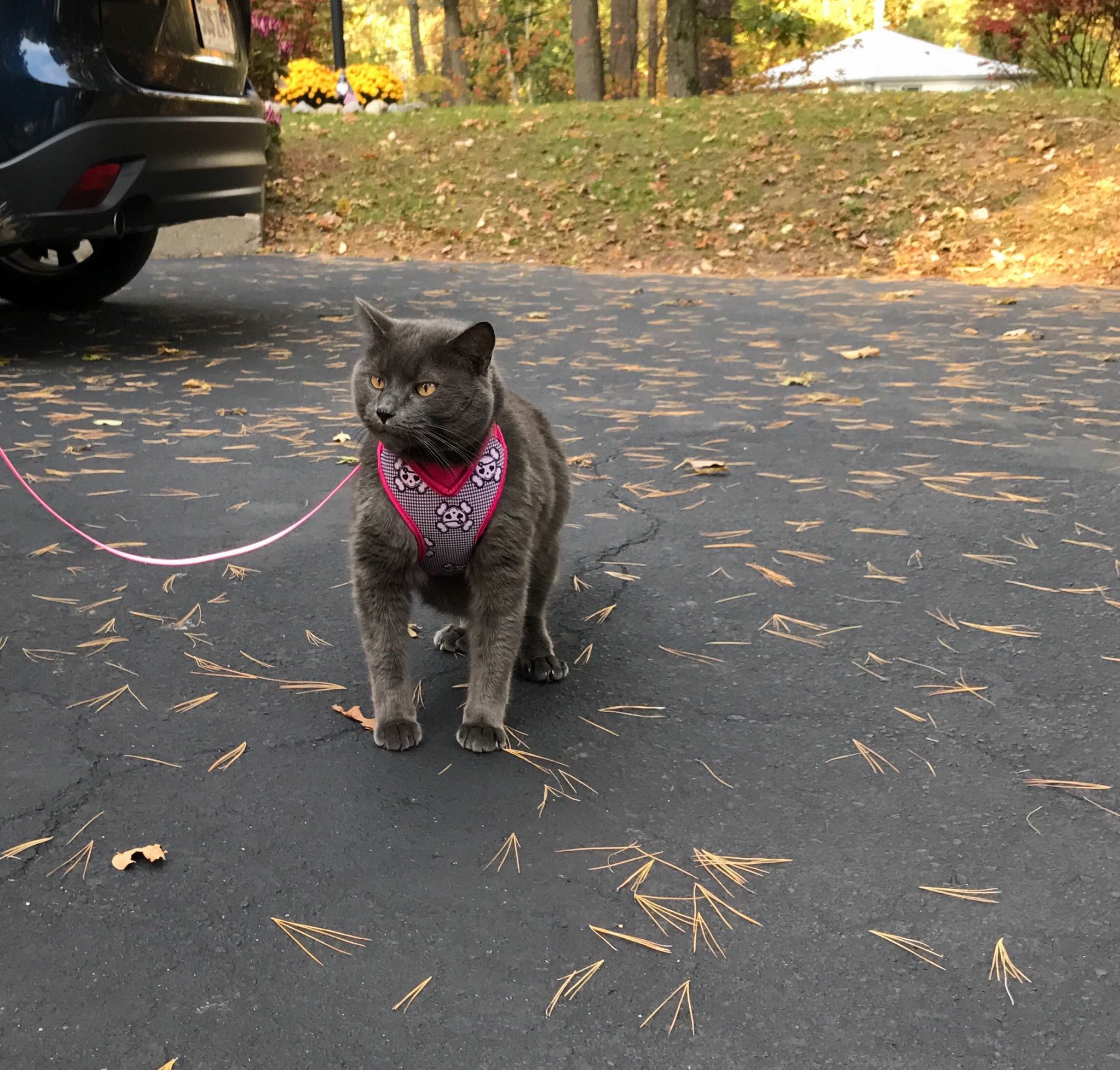 Morgan goes for a walk