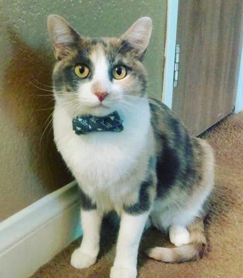 My cat churro all dressed up for his guests