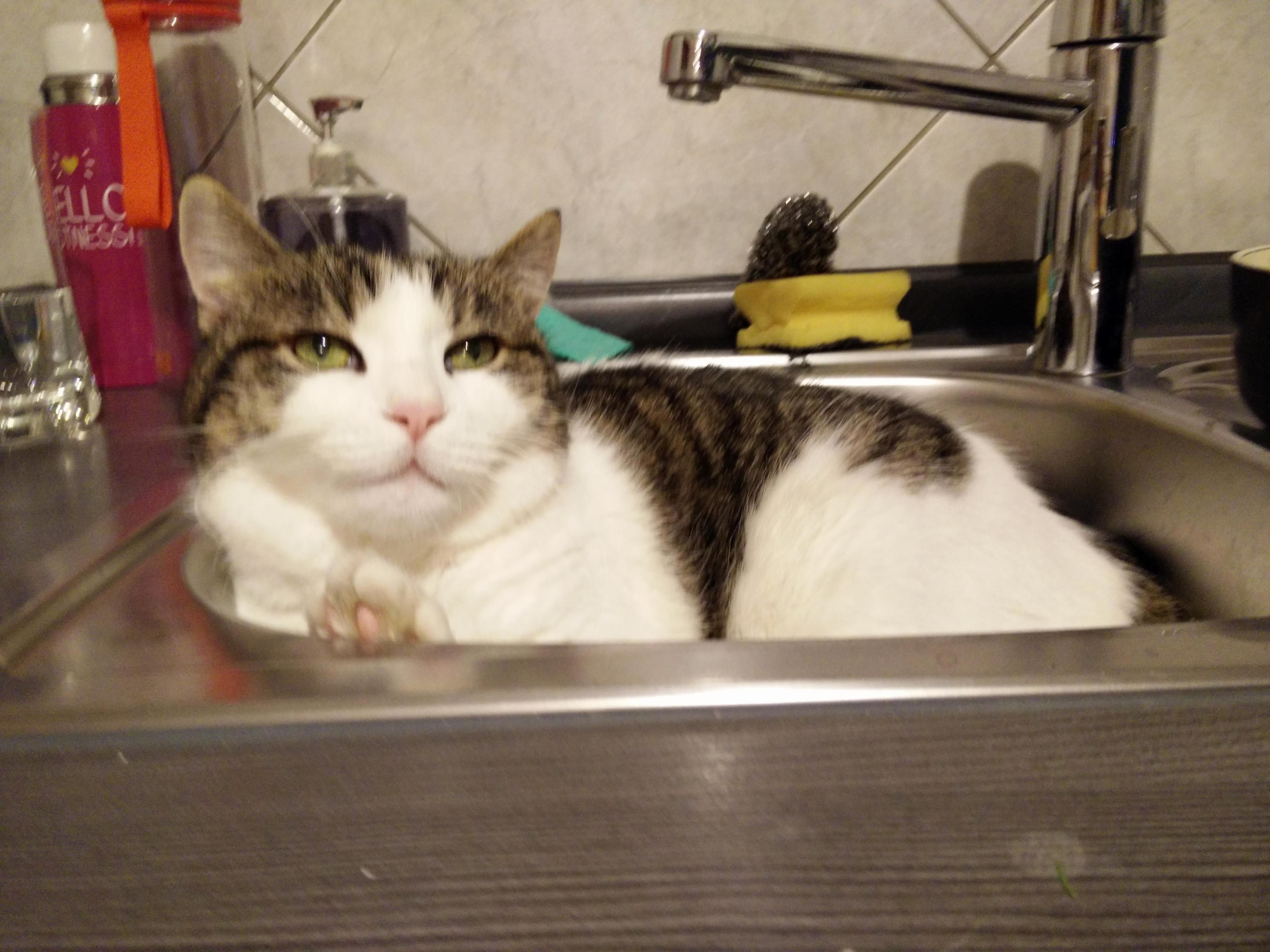 My cat in kitchen sink xd