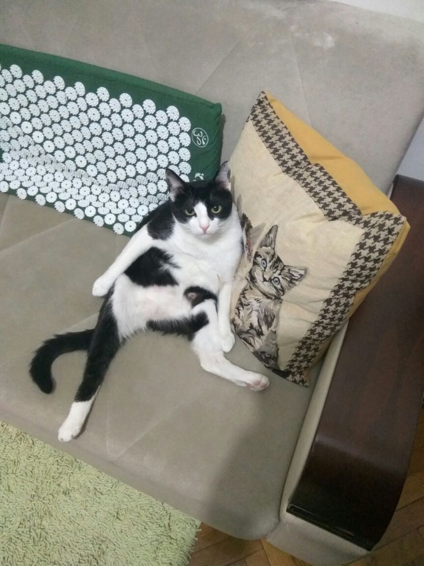 My cat likes to sit this way next to the cat pillow