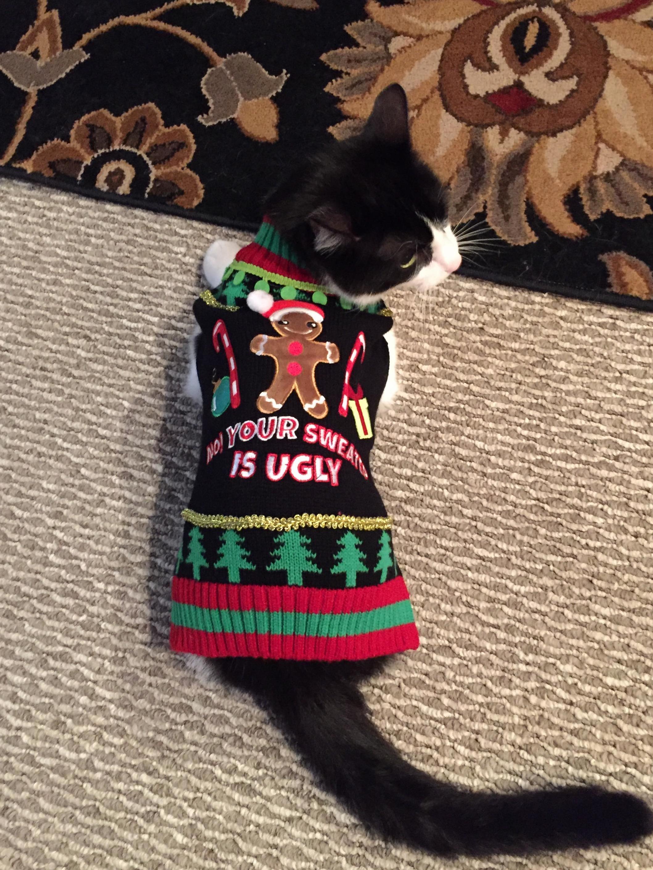 My cat wins the ugly christmas sweater contest.