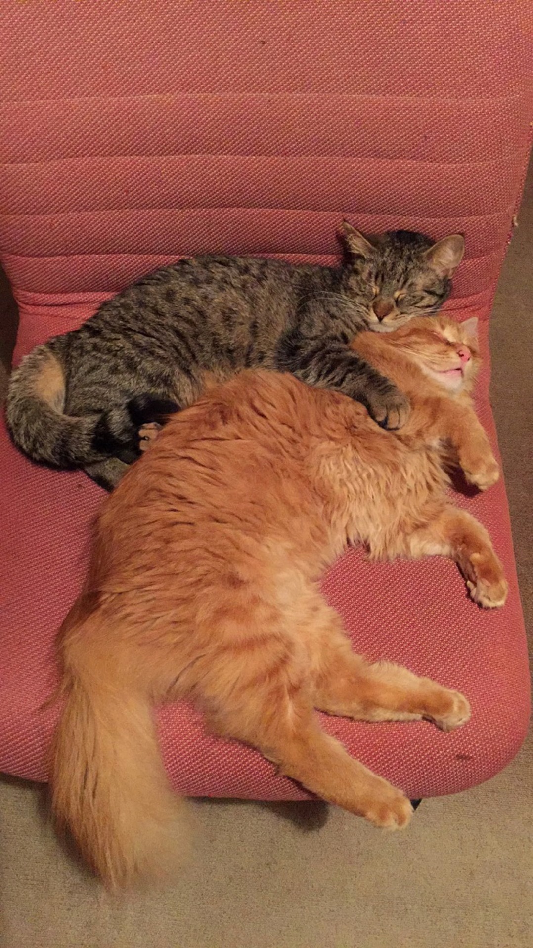 My cats are spooning