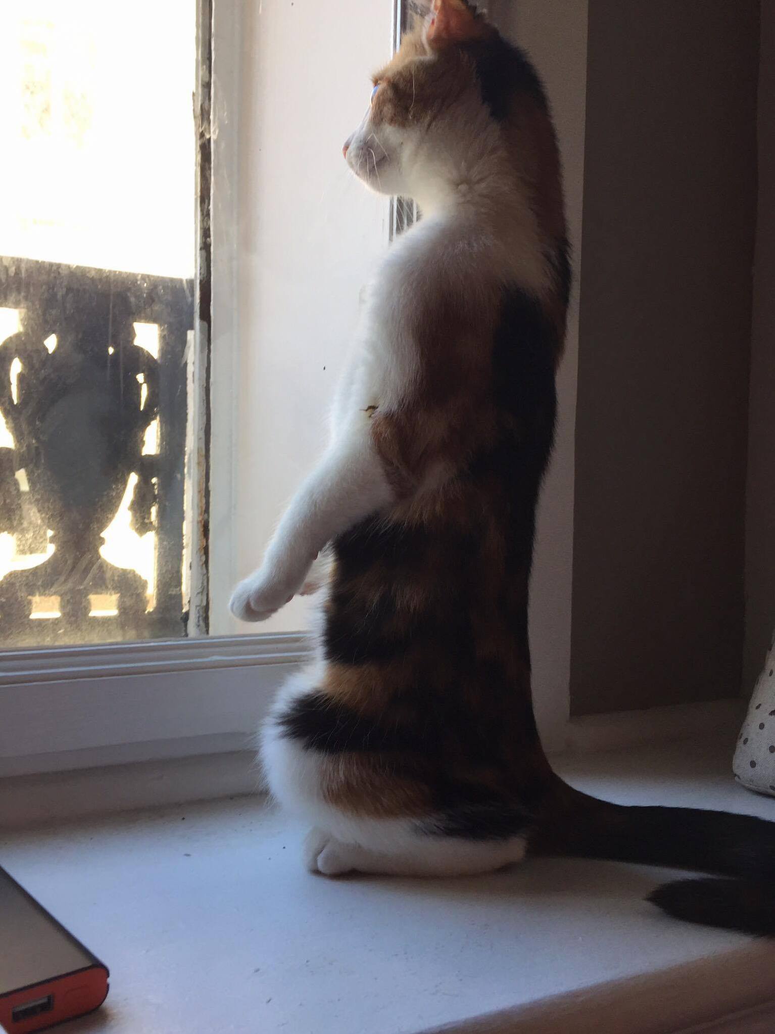 My kitten has taken to watching the building work over the road